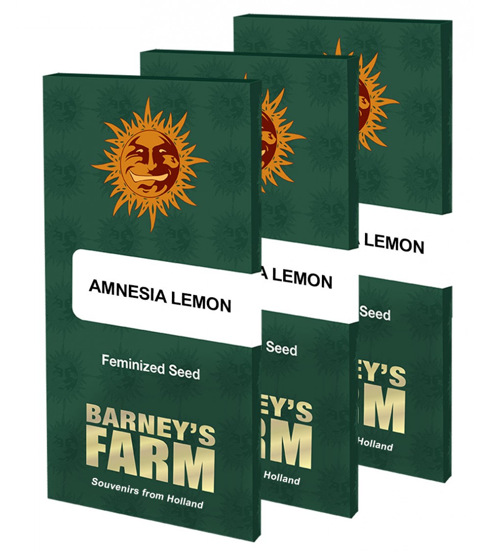 Graines de collection Barney's Farm Amnesia