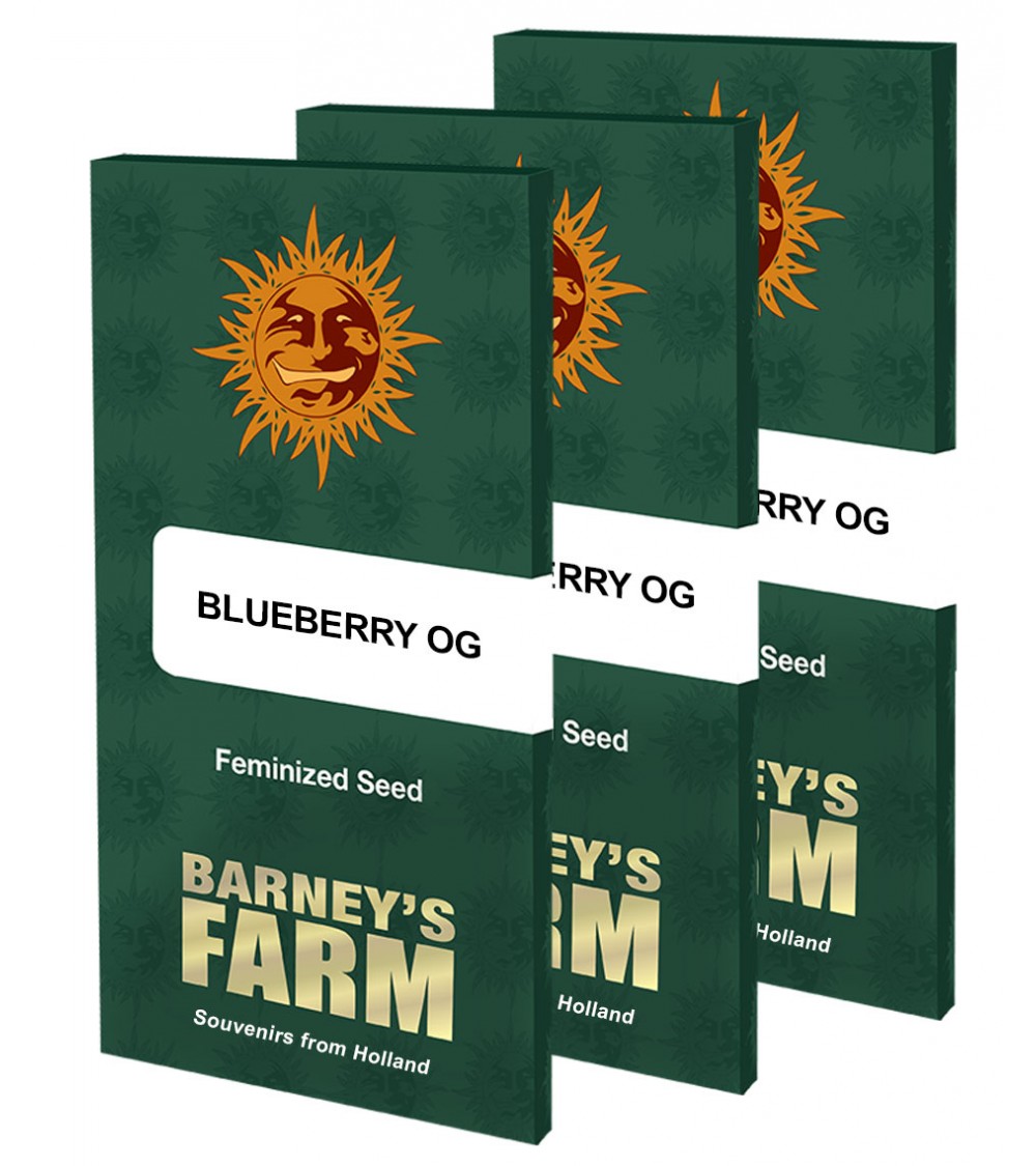 Graines de collection Barney's Farm Blueberry OG