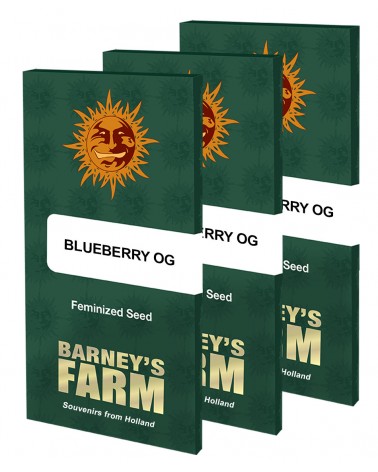 Graines de collection Barney's Farm Blueberry OG