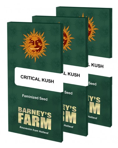 Graines de collection Barney's Farm Critical Kush