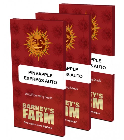Barney's Farm Graine Auto Pineapple Express