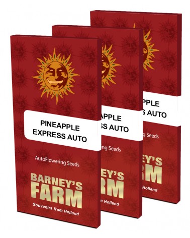 Barney's Farm Graine Auto Pineapple Express