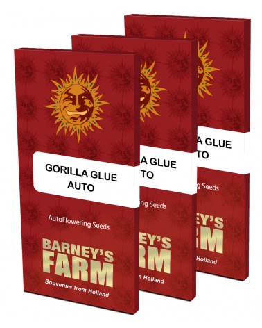 Graines de collection Barney's Farm Auto Gorilla Glue