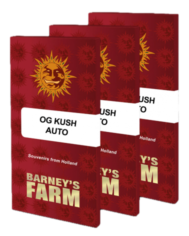 Barney's Farm Graine Auto OG Kush